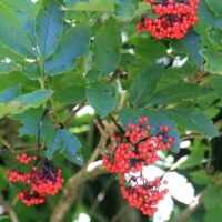 Sambucus racemosa - red elderberry