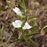 Scutellaria californica - California skullcap