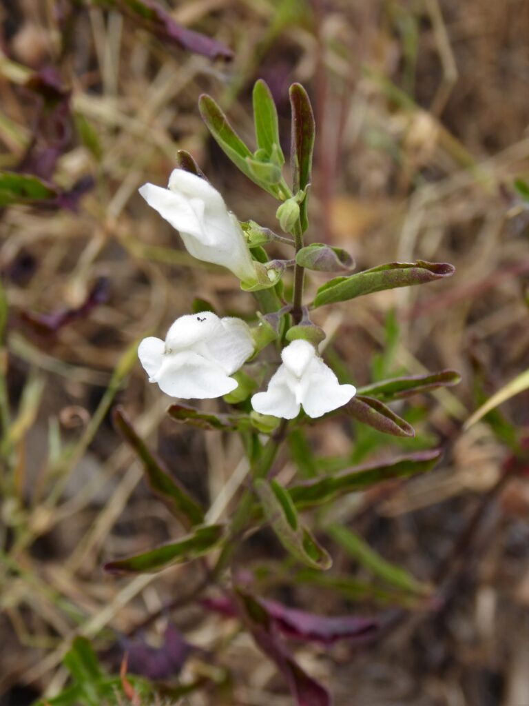 Scutellaria californica - California skullcap