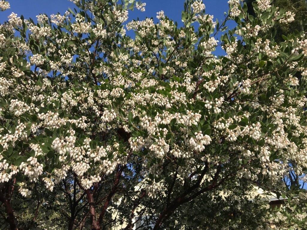 Arctostaphylos manzanita x 'Sebastopol White' - common manzanita