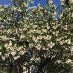 Arctostaphylos manzanita x 'Sebastopol White' - common manzanita