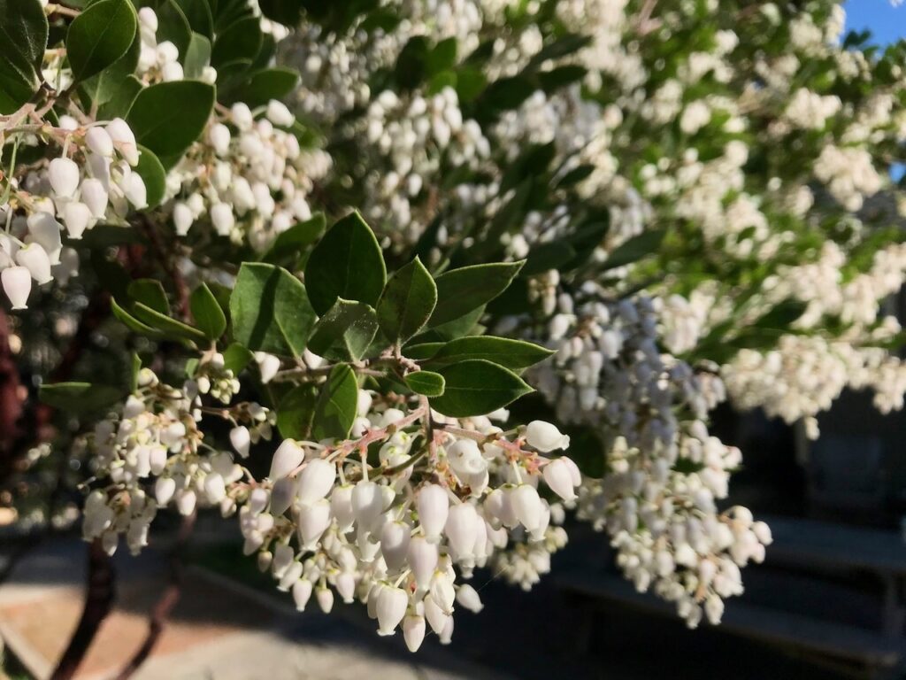 Arctostaphylos manzanita x 'Sebastopol White' - common manzanita