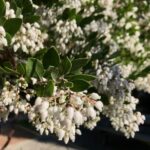 Arctostaphylos manzanita x 'Sebastopol White' - common manzanita