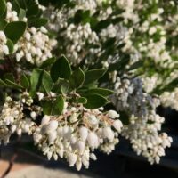 Arctostaphylos manzanita x ‘Sebastopol White’