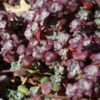 Sedum spathulifolium 'Purpureum' - Pacific stonecrop