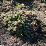 Sedum spathulifolium - Pacific stonecrop
