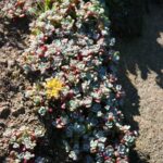 Sedum spathulifolium - Pacific stonecrop