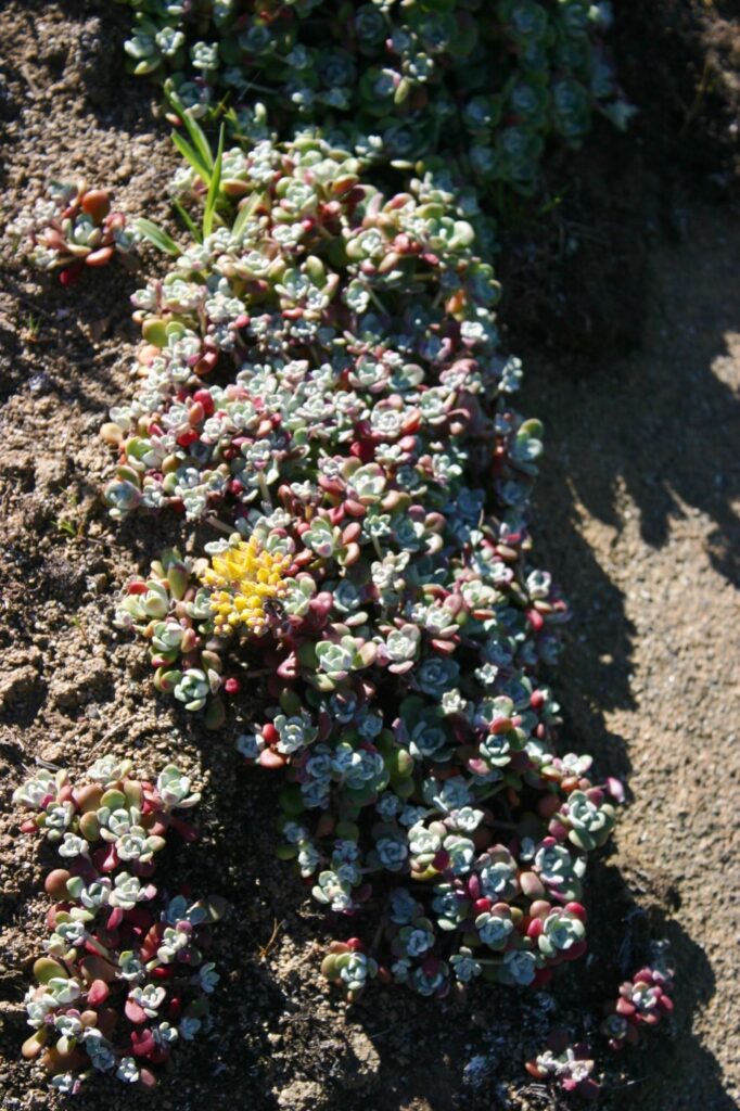 Sedum spathulifolium - Pacific stonecrop