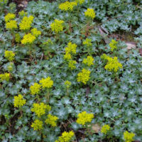 Sedum spathulifolium - Pacific stonecrop
