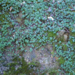 Sedum spathulifolium - Pacific stonecrop