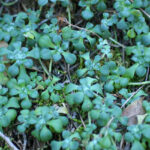 Sedum spathulifolium - Pacific stonecrop