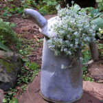 Sedum spathulifolium - Pacific stonecrop