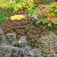 Sedum divergens