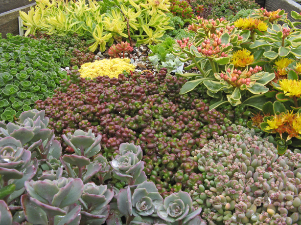Sedum divergens - Pacific stonecrop