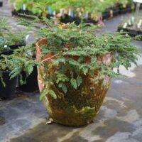 Sequoia sempervirens 'Nana Pendula' - prostrate coast redwood