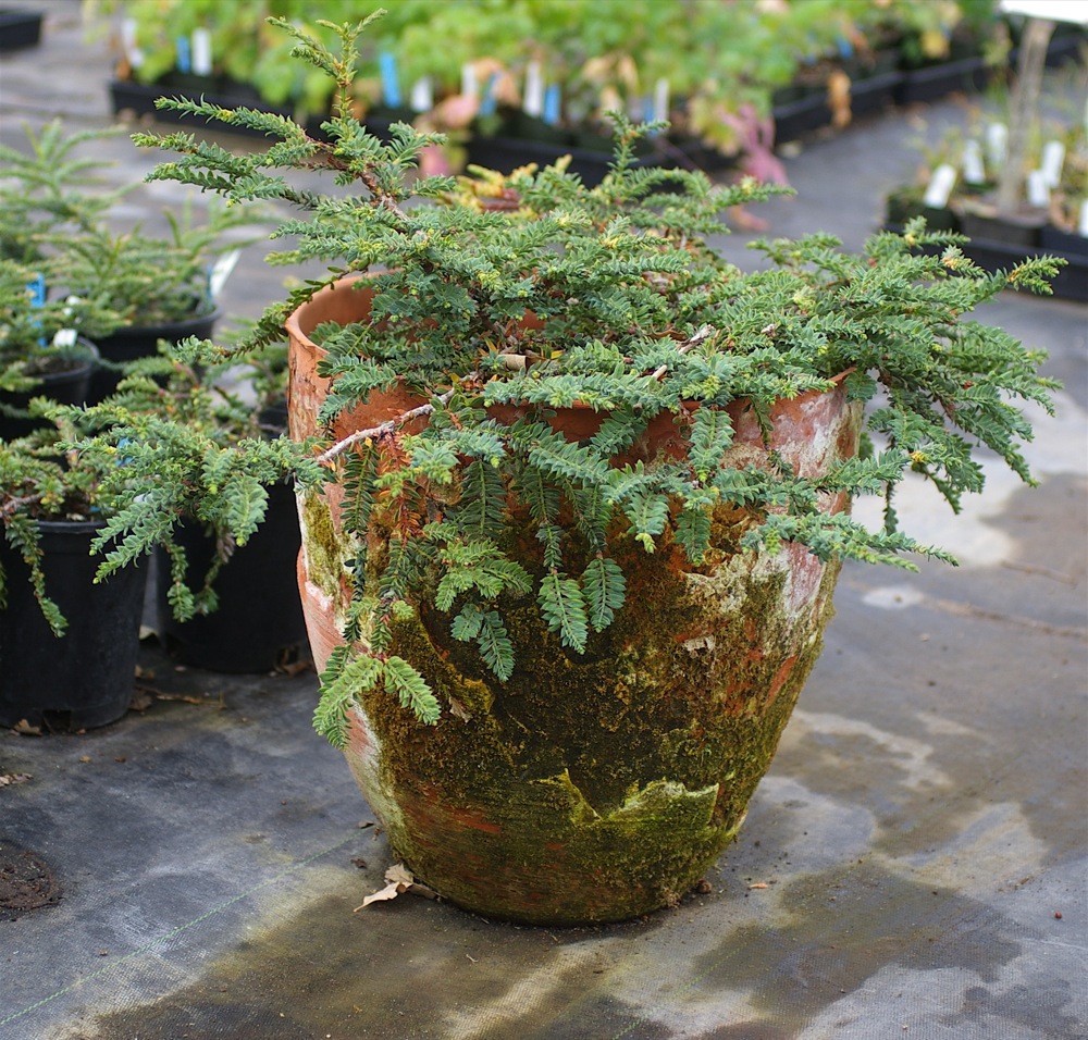 Sequoia sempervirens 'Nana Pendula' - prostrate coast redwood