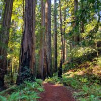 Sequoia sempervirens