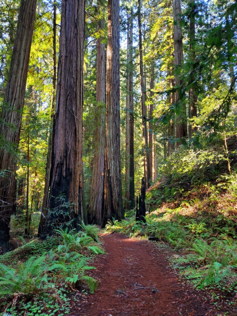 Sequoia sempervirens - coast redwood