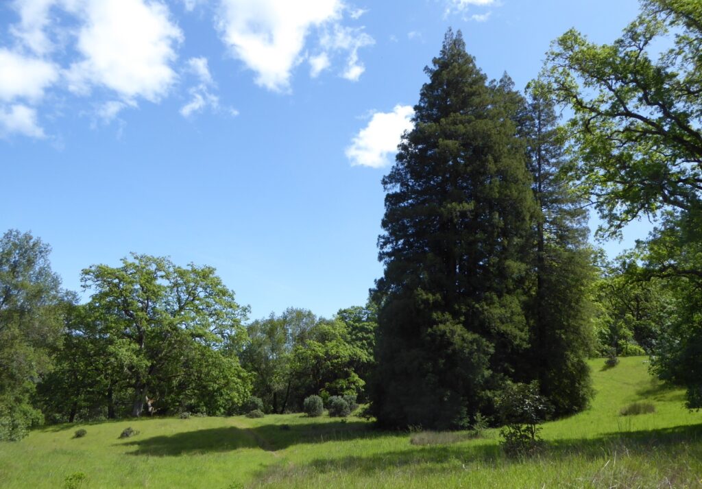 Sequoia sempervirens - coast redwood