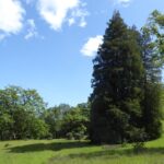 Sequoia sempervirens - coast redwood