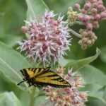 Asclepias speciosa - showy milkweed