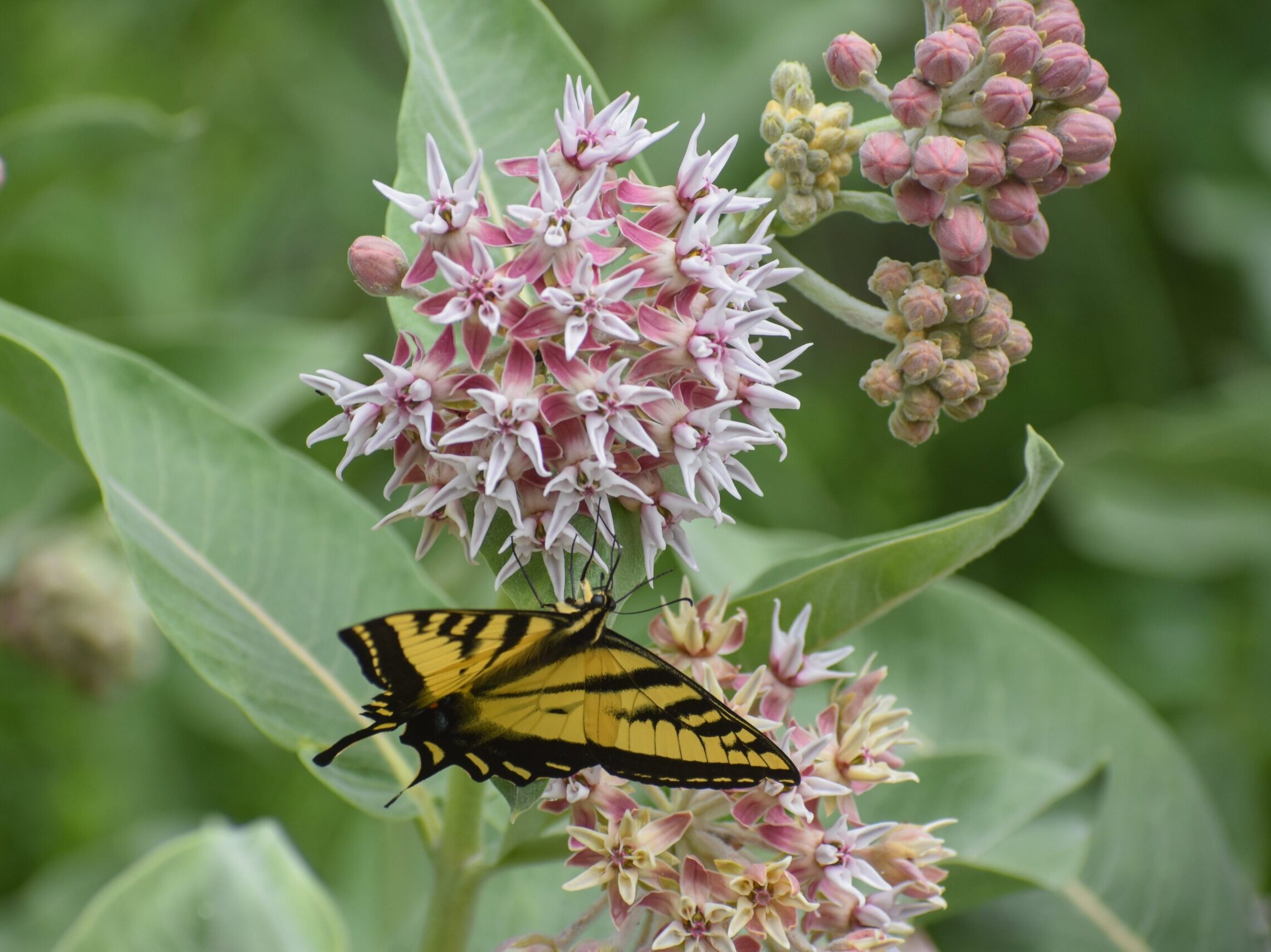 Asclepias speciosa - showy milkweed