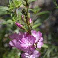 Sidalcea malviflora
