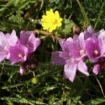 Sidalcea malviflora - checkerbloom