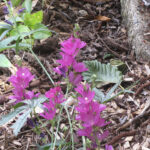 Sidalcea malviflora ssp. patula - Siskiyou checkerbloom