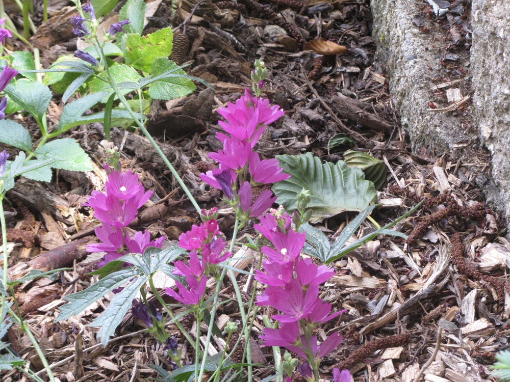 Sidalcea malviflora ssp. patula - Siskiyou checkerbloom
