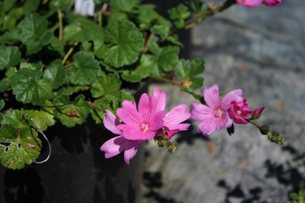Sidalcea calycosa ssp. rhizomata - Point Reyes checkerbloom