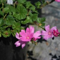 Sidalcea calycosa ssp. rhizomata
