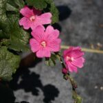Sidalcea malviflora - checkerbloom