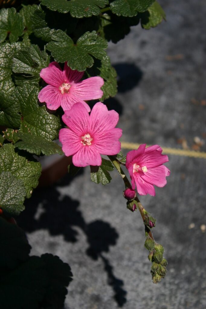Sidalcea malviflora - checkerbloom