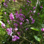 Sidalcea malviflora - checkerbloom