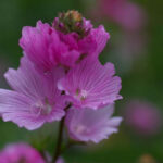 Sidalcea malviflora - checkerbloom