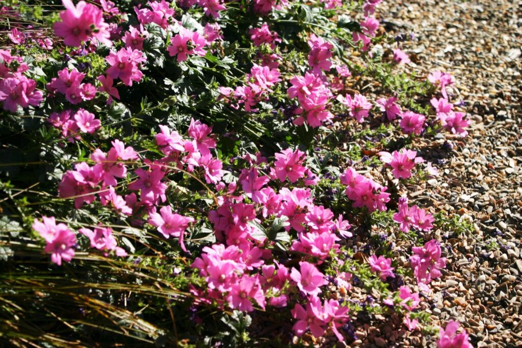 Sidalcea malviflora 'Palustre' - checkerbloom