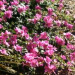 Sidalcea malviflora 'Palustre' - checkerbloom