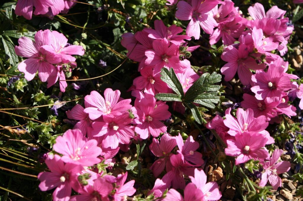Sidalcea malviflora 'Palustre' - checkerbloom