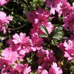 Sidalcea malviflora 'Palustre' - checkerbloom