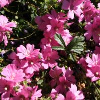 Sidalcea malviflora ‘Palustre’