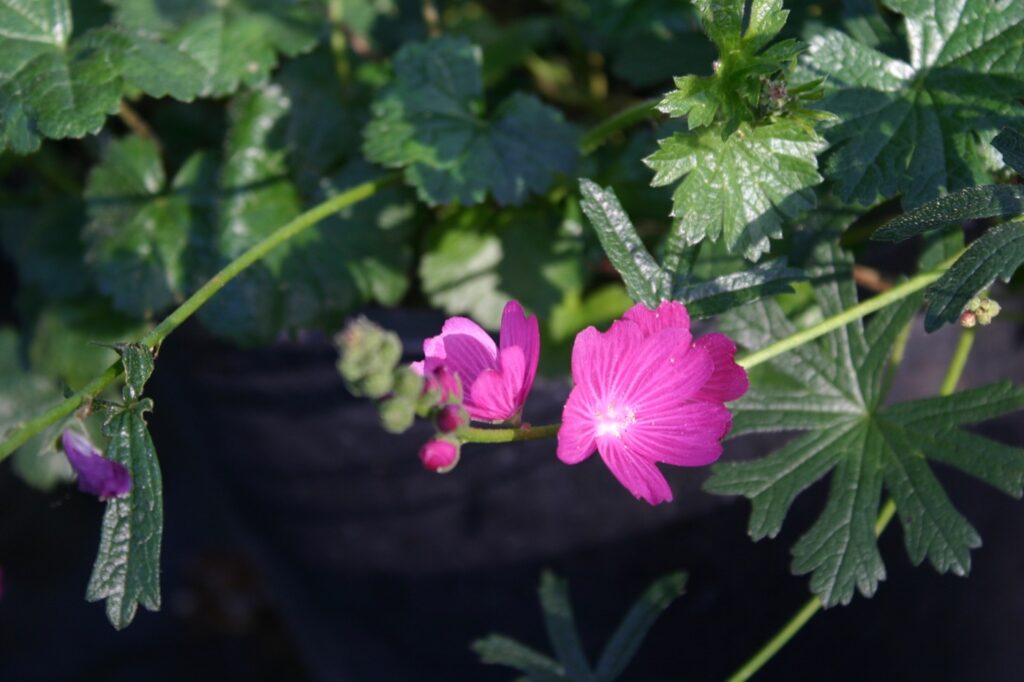 Sidalcea malviflora ssp. patula - Siskiyou checkerbloom