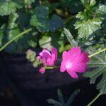 Sidalcea malviflora ssp. patula - Siskiyou checkerbloom