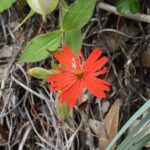 Silene laciniata ssp. californica - Indian pink