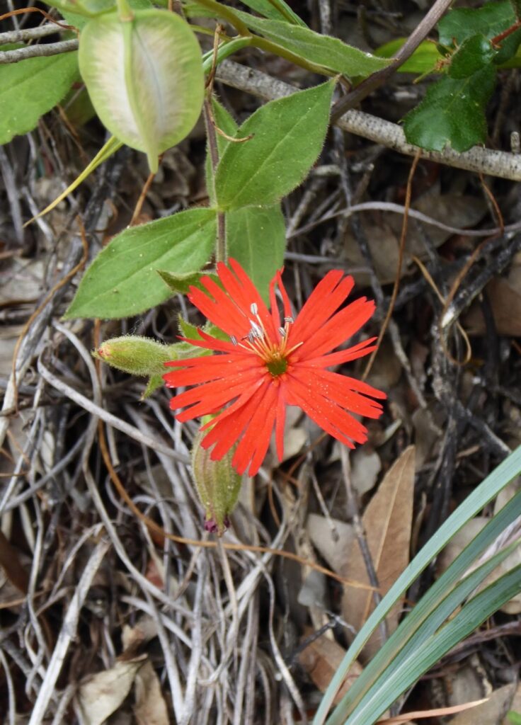Silene laciniata ssp. californica - Indian pink