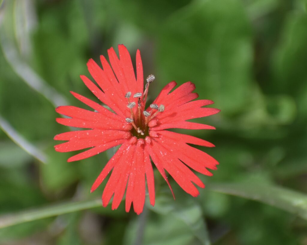 Silene laciniata ssp. californica - Indian pink