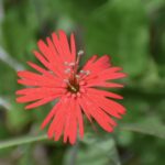 Silene laciniata ssp. californica - Indian pink
