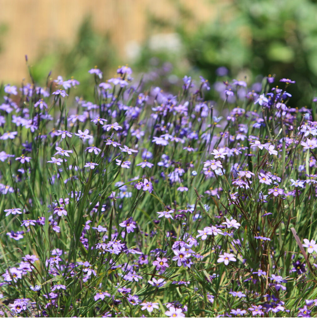 Sisyrinchium bellum - blue-eyed grass