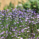 Sisyrinchium bellum - blue-eyed grass