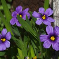 Sisyrinchium bellum 'Rocky Point' - dwarf blue-eyed grass